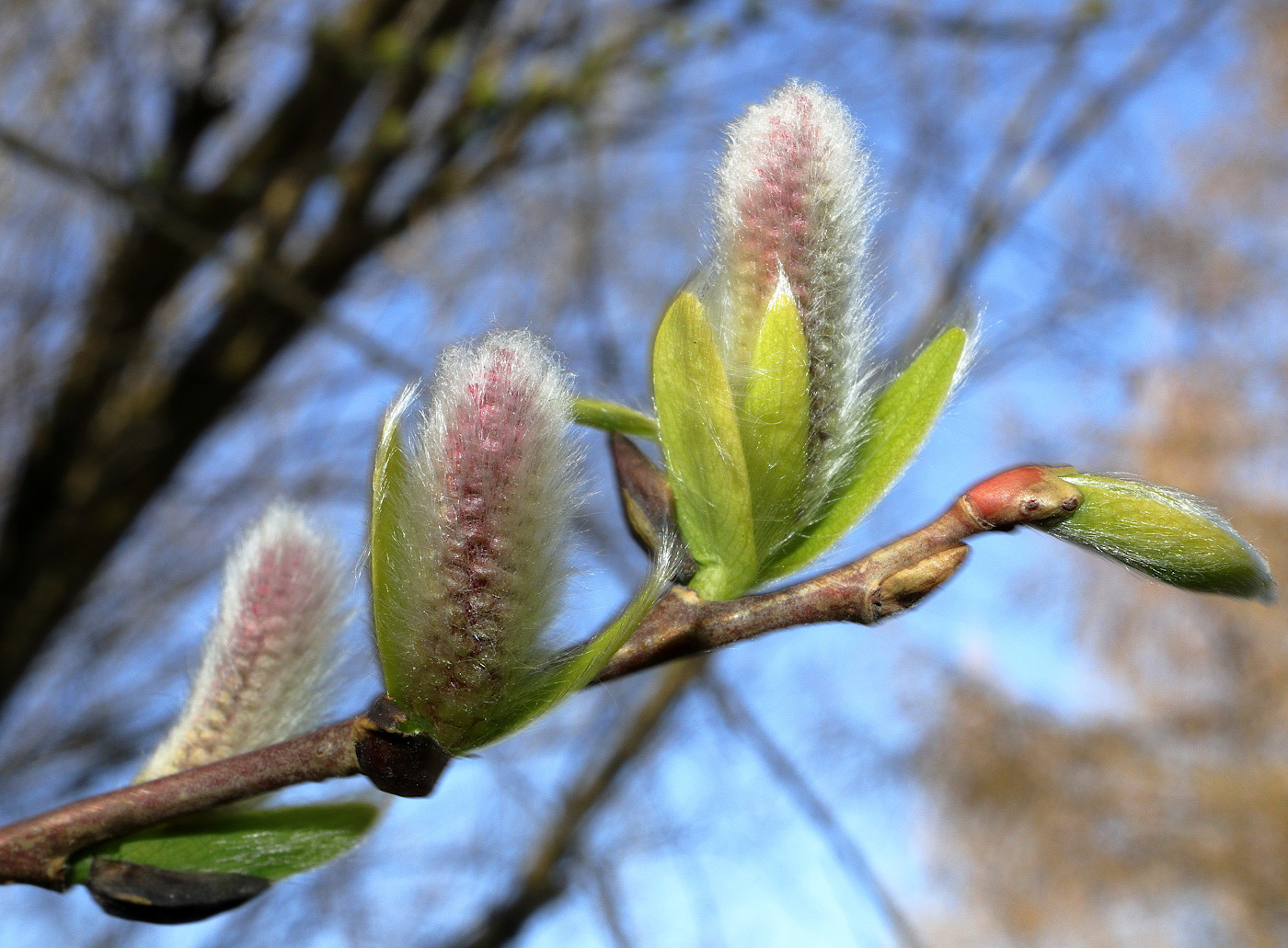 Image of Salix kochiana specimen.