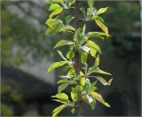 Malus domestica