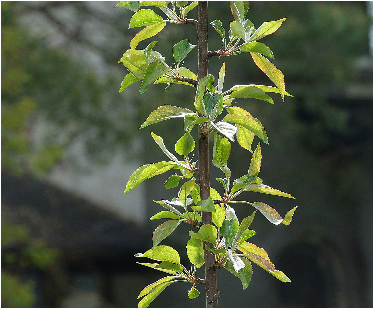Изображение особи Malus domestica.