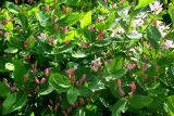 Lonicera tatarica
