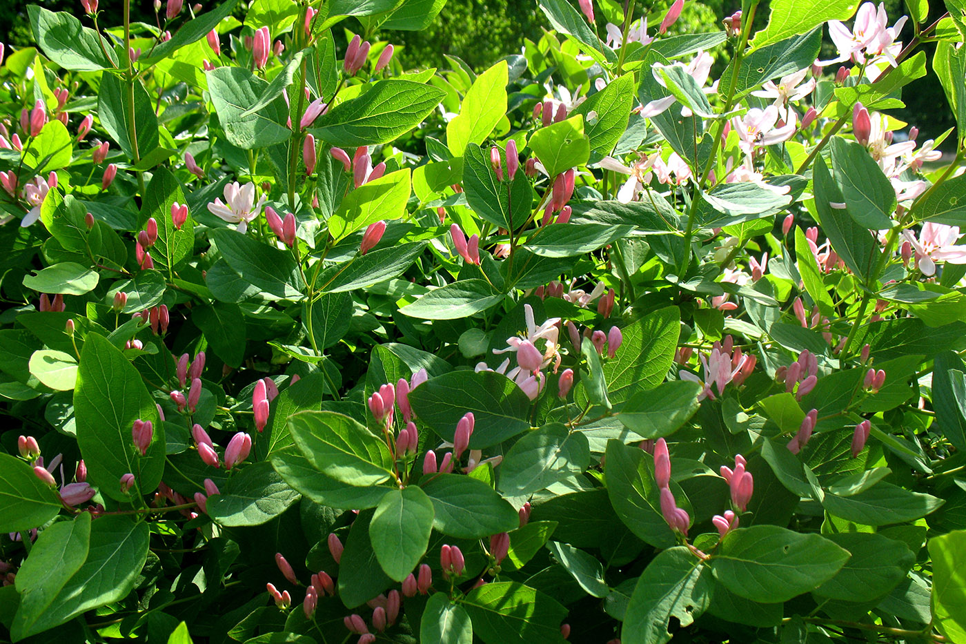 Изображение особи Lonicera tatarica.