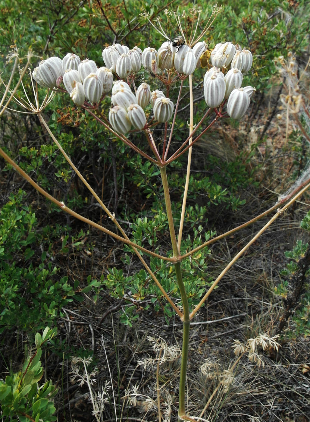 Image of Prangos ledebourii specimen.