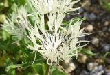 Centaurea cheiranthifolia. Соцветие с фуражирующей пчелой. Республика Ингушетия, Джейрахский р-н, окр. урочища Оасег, высота ок. 1900 м н.у.м., луг. 18 июня 2022 г.