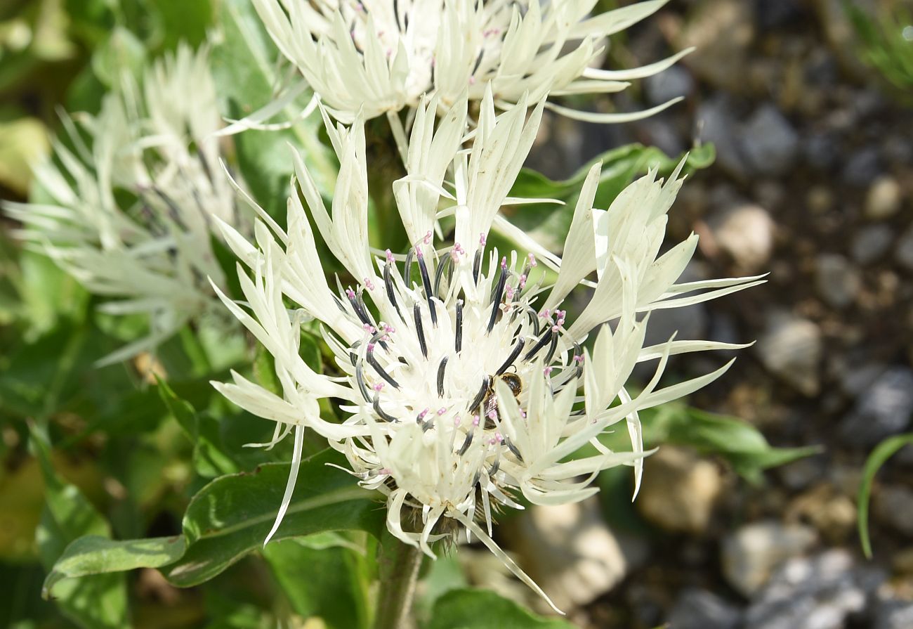 Изображение особи Centaurea cheiranthifolia.