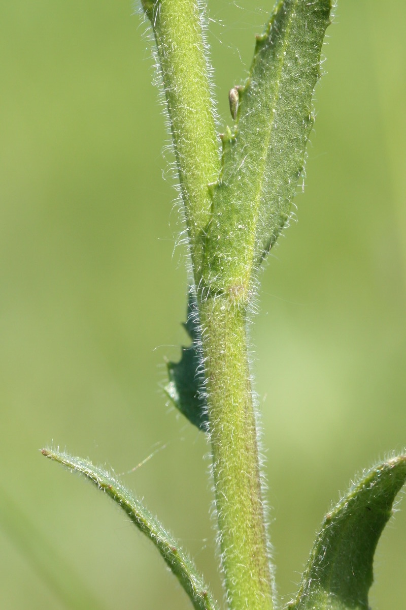 Image of Arabis sagittata specimen.