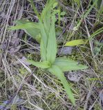 Epipactis palustris