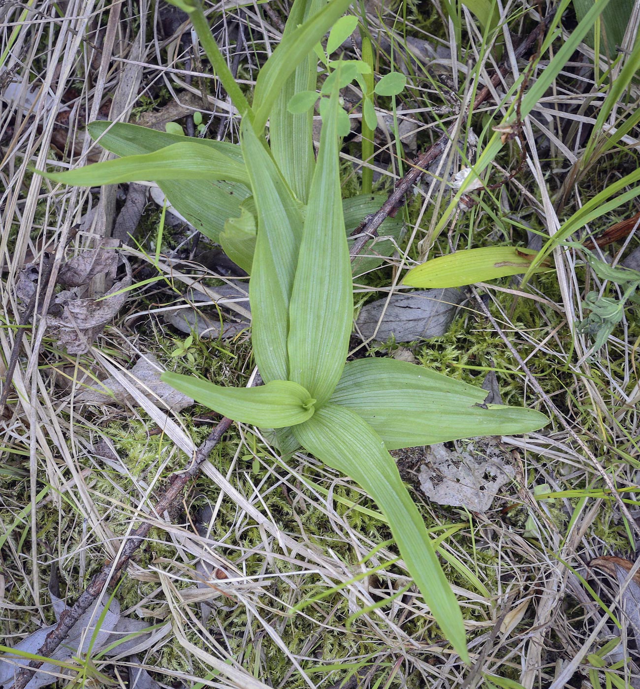 Изображение особи Epipactis palustris.