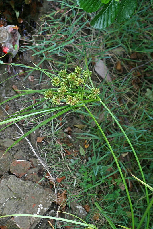 Изображение особи Cyperus eragrostis.