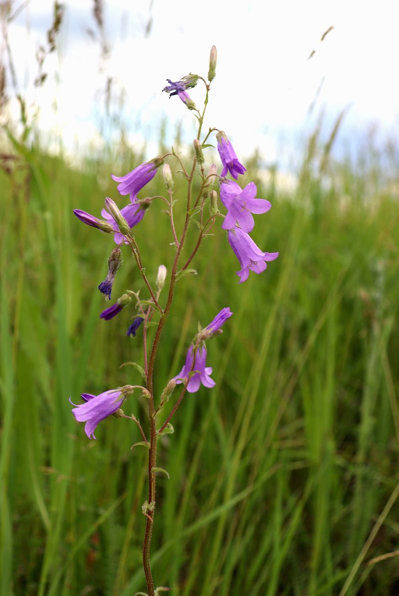 Image of Campanula sibirica specimen.