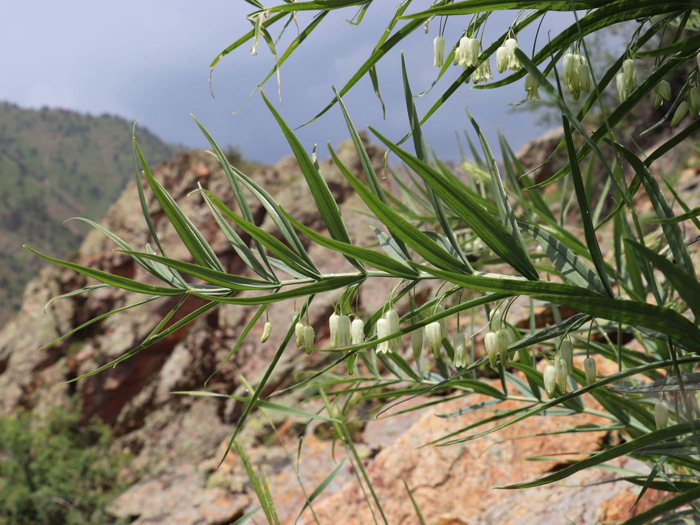 Image of Polygonatum sewerzowii specimen.