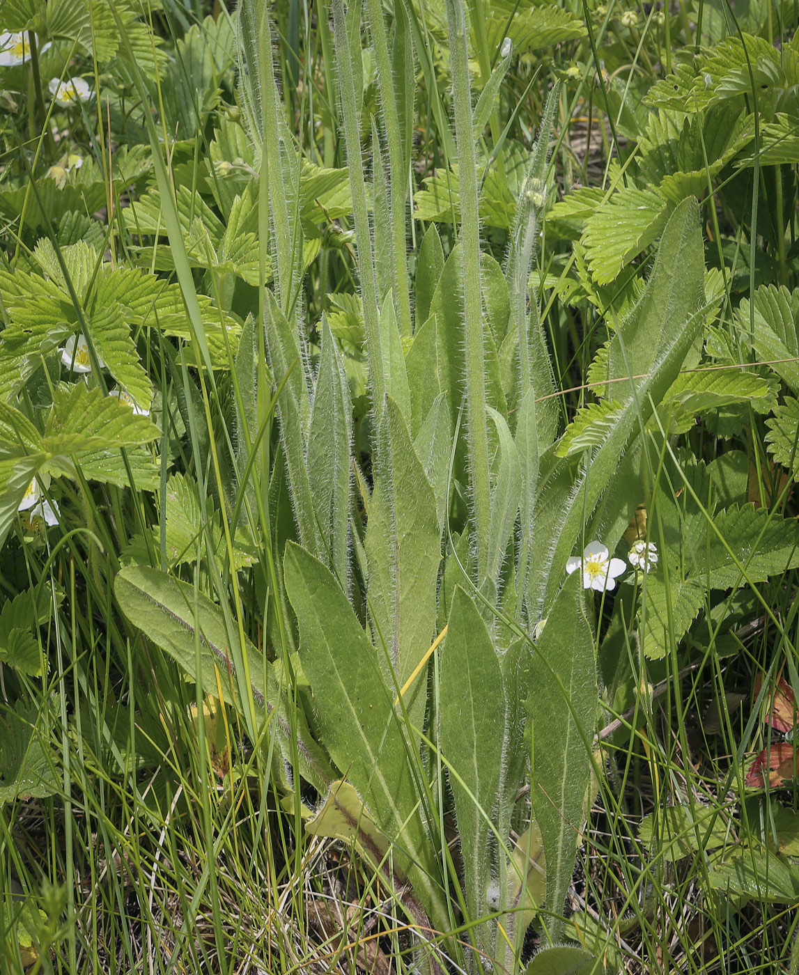 Image of genus Pilosella specimen.