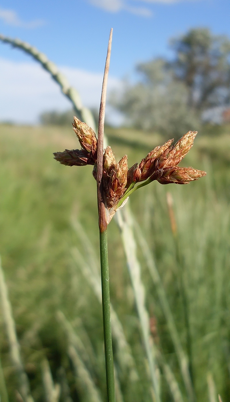 Image of Schoenoplectus lacustris specimen.