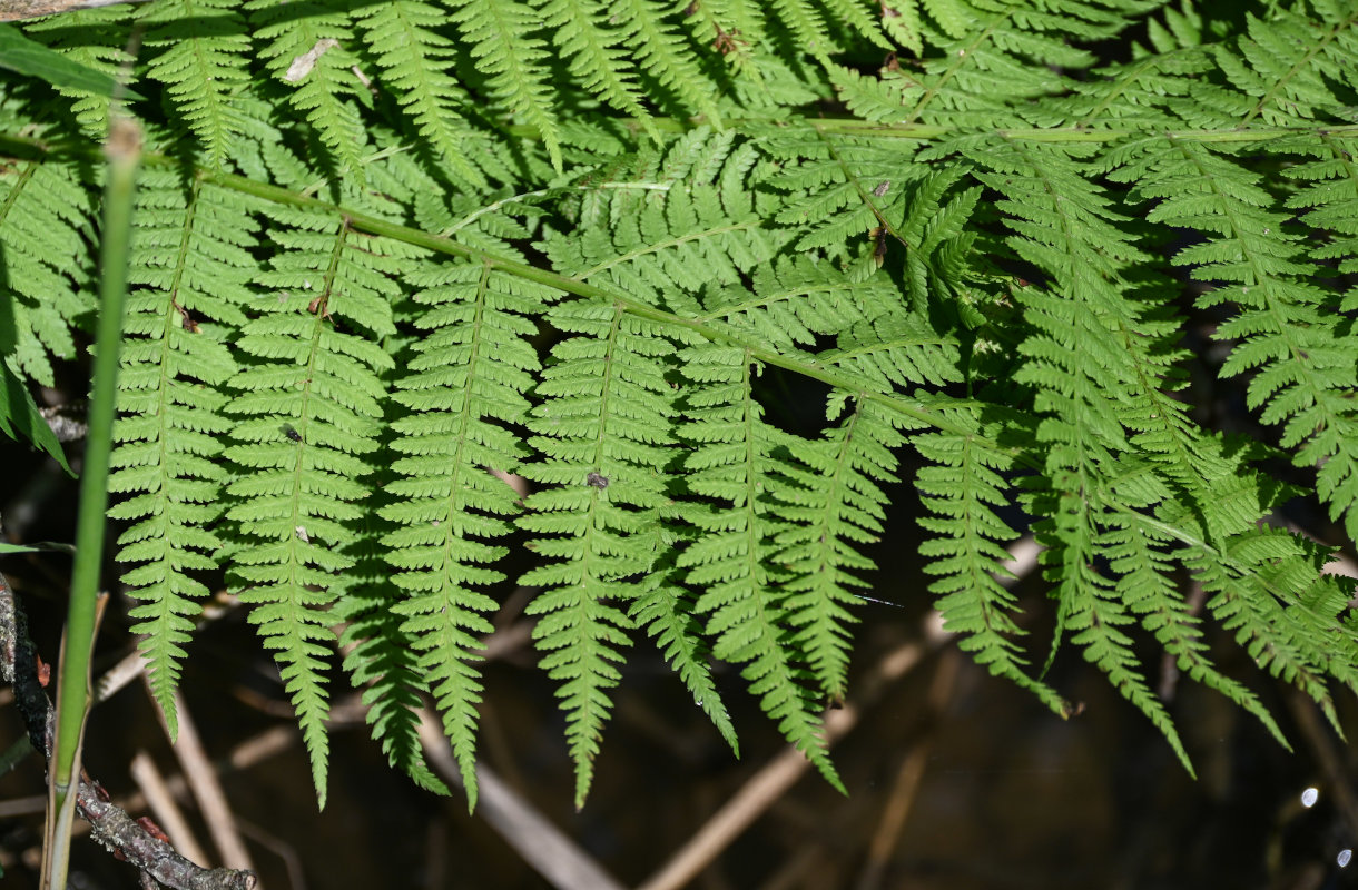 Image of Athyrium filix-femina specimen.