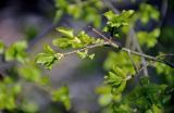 Euonymus verrucosus. Верхушка ветви с распускающимися листьями. Самарская обл., Жигулёвский заповедник, гора Стрельная, опушка сосняка, у подножия скалы. 02.05.2021.