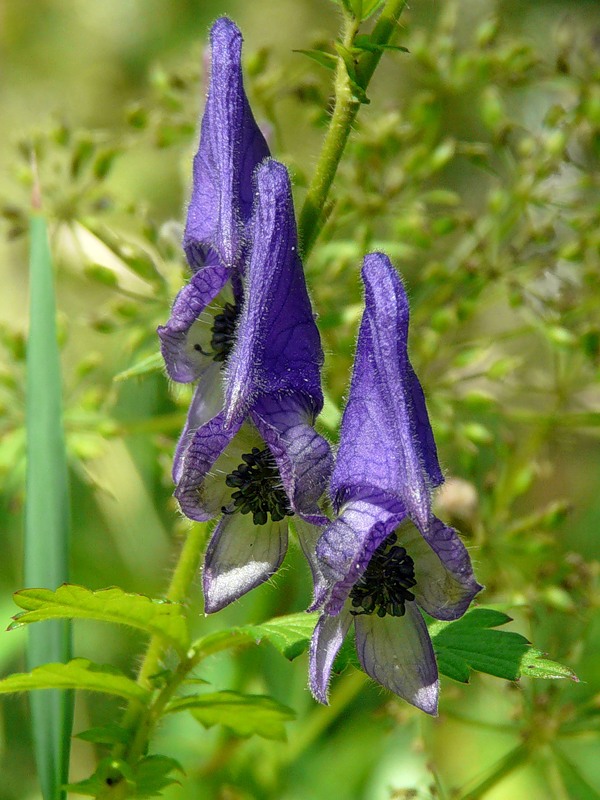 Image of Aconitum volubile specimen.