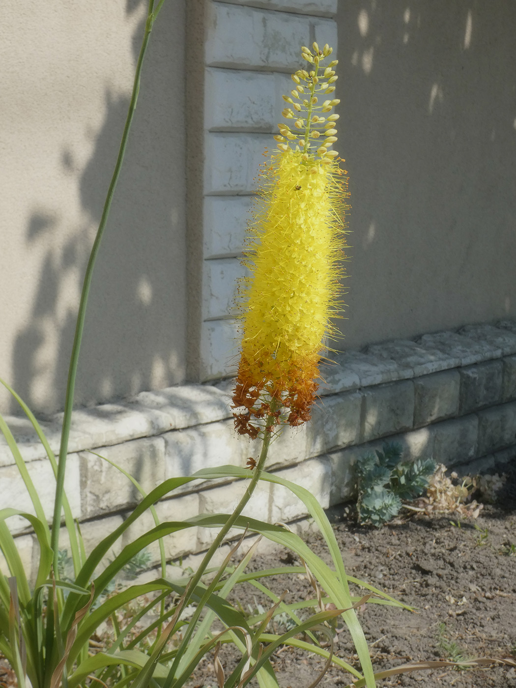 Image of Eremurus stenophyllus specimen.