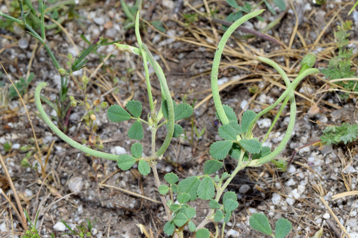 Изображение особи Trigonella geminiflora.