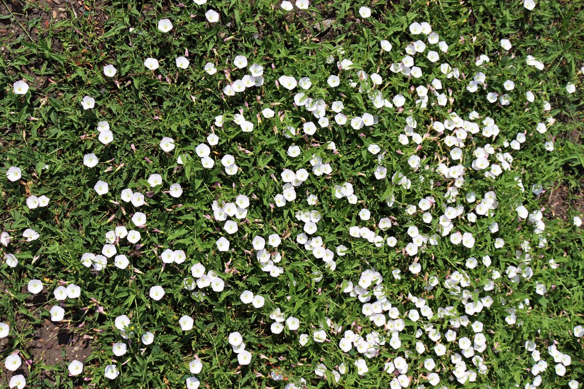 Image of Convolvulus arvensis specimen.