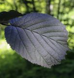 Corylus avellana. Лист (культивар). Ярославская обл., г. Переславль-Залесский, дендрологический парк им. С. Ф. Харитонова, в культуре. 12.06.2022.