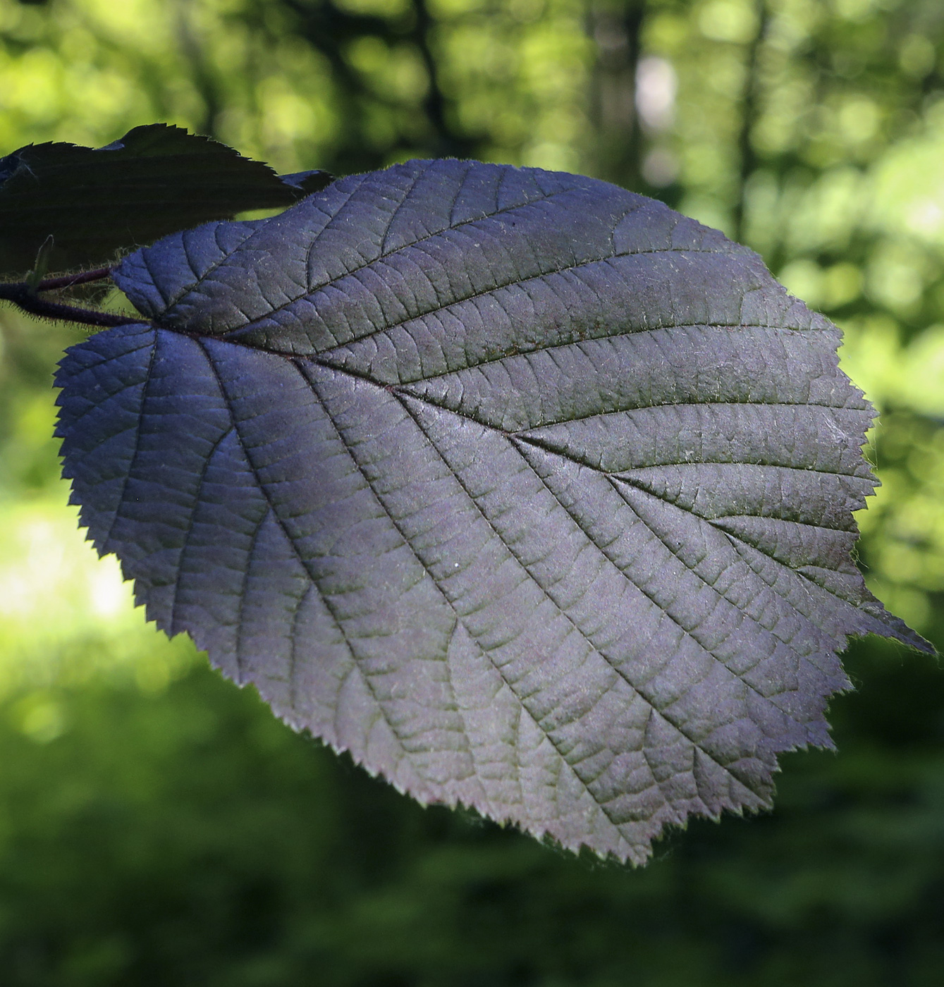 Image of Corylus avellana specimen.