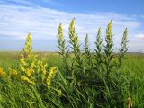 Verbascum lychnitis