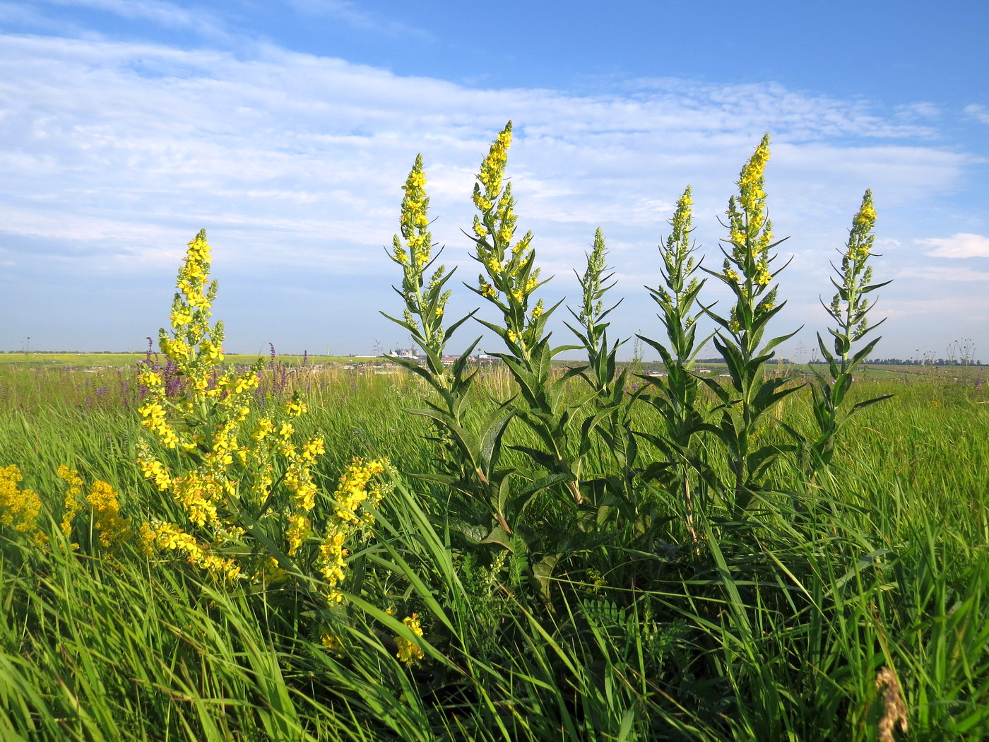 Изображение особи Verbascum lychnitis.