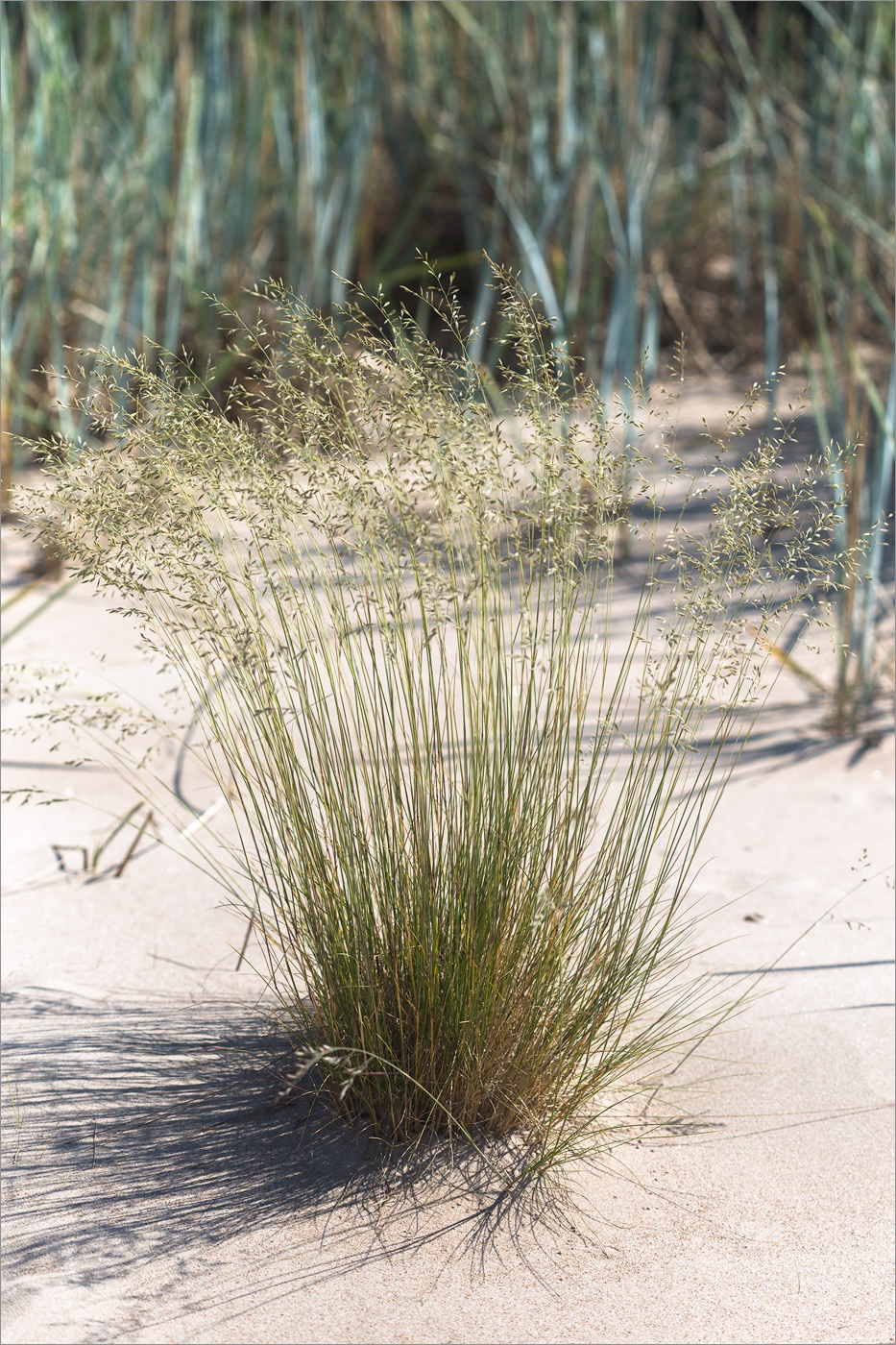 Image of genus Festuca specimen.