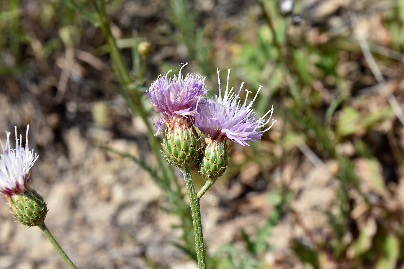 Image of genus Klasea specimen.