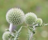 Echinops sphaerocephalus