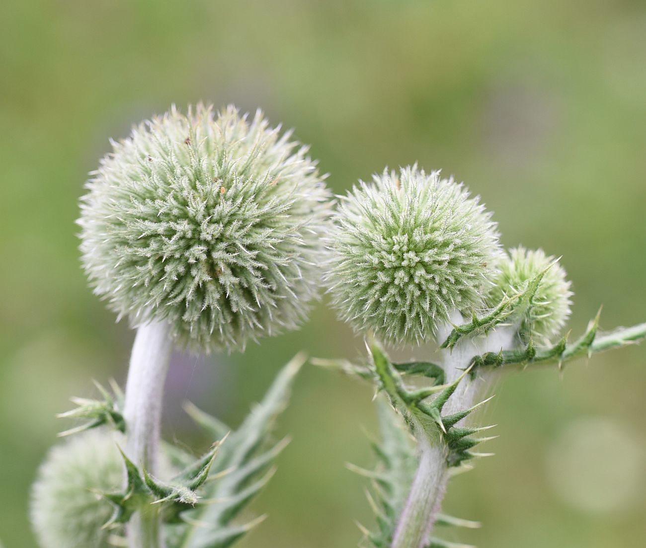 Изображение особи Echinops sphaerocephalus.