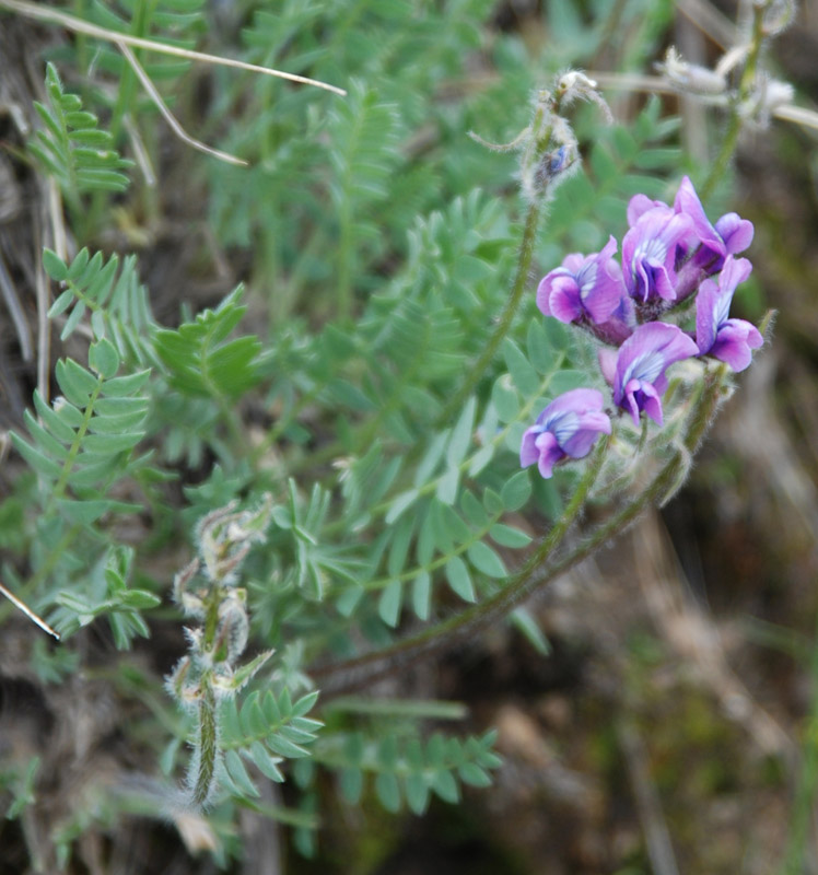 Image of Oxytropis strobilacea specimen.