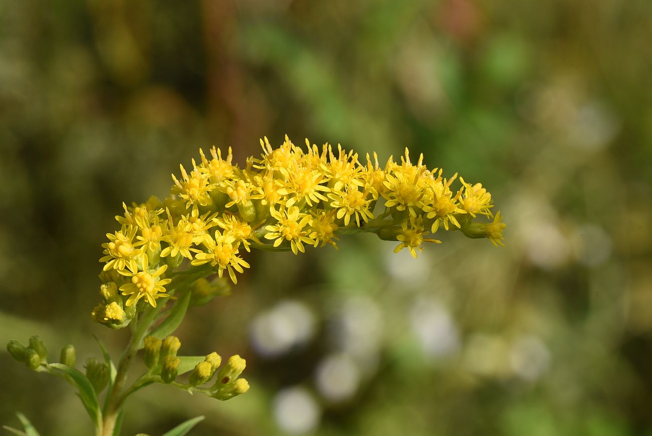 Изображение особи Solidago gigantea.