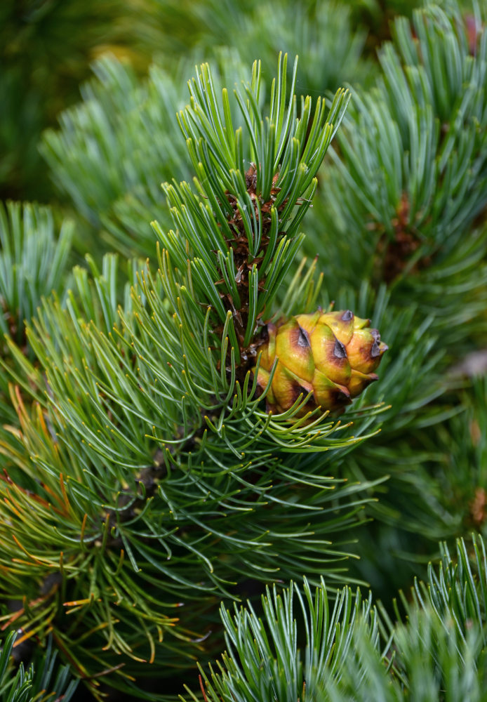 Изображение особи Pinus pumila.