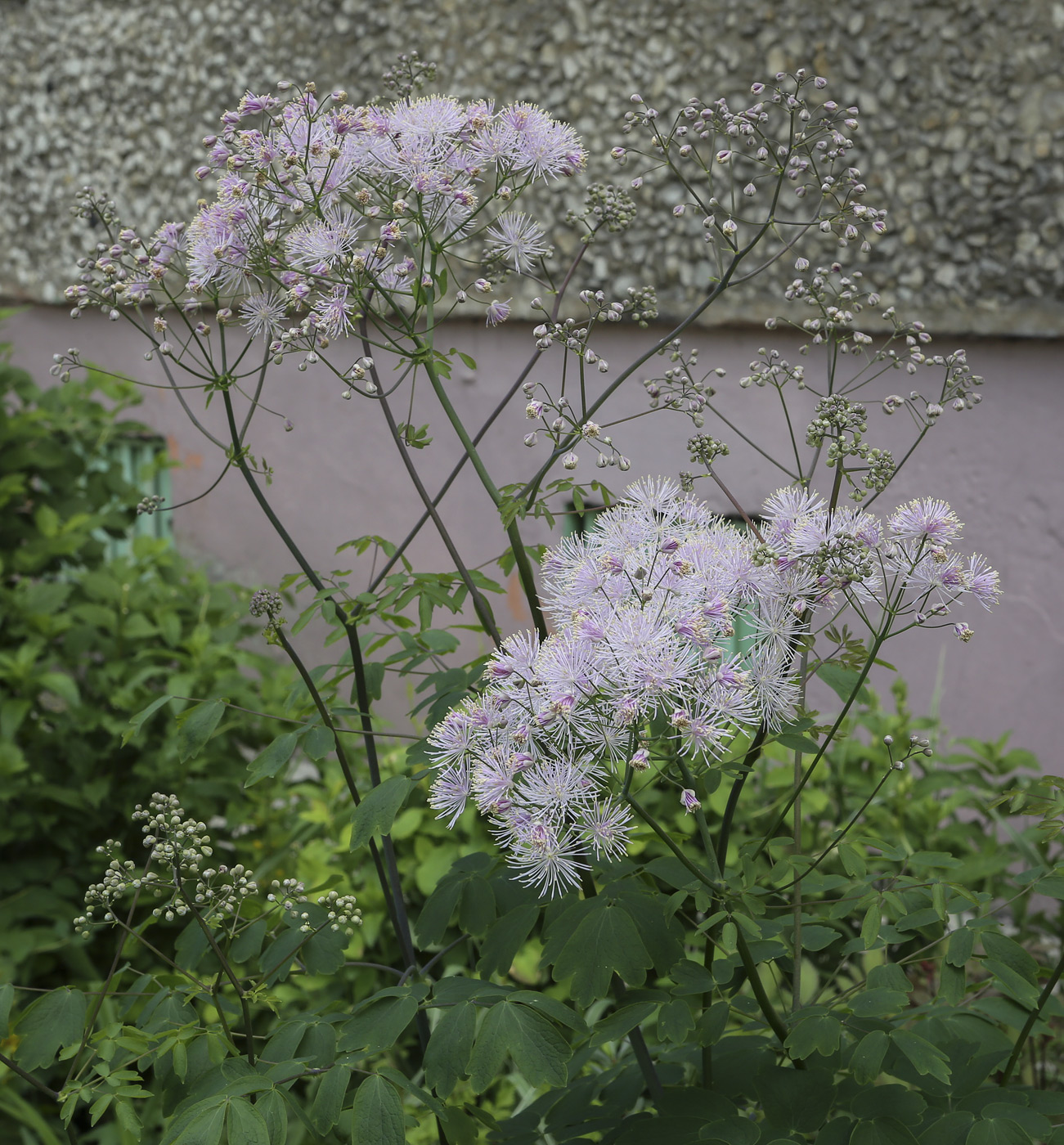 Изображение особи Thalictrum aquilegiifolium.