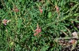genus Onobrychis
