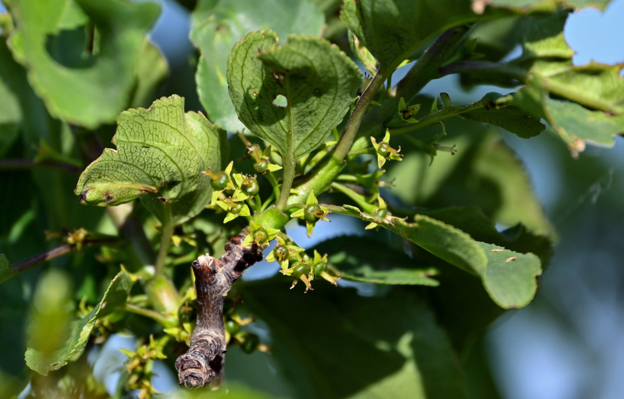 Изображение особи Rhamnus cathartica.