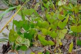 Menispermum dauricum