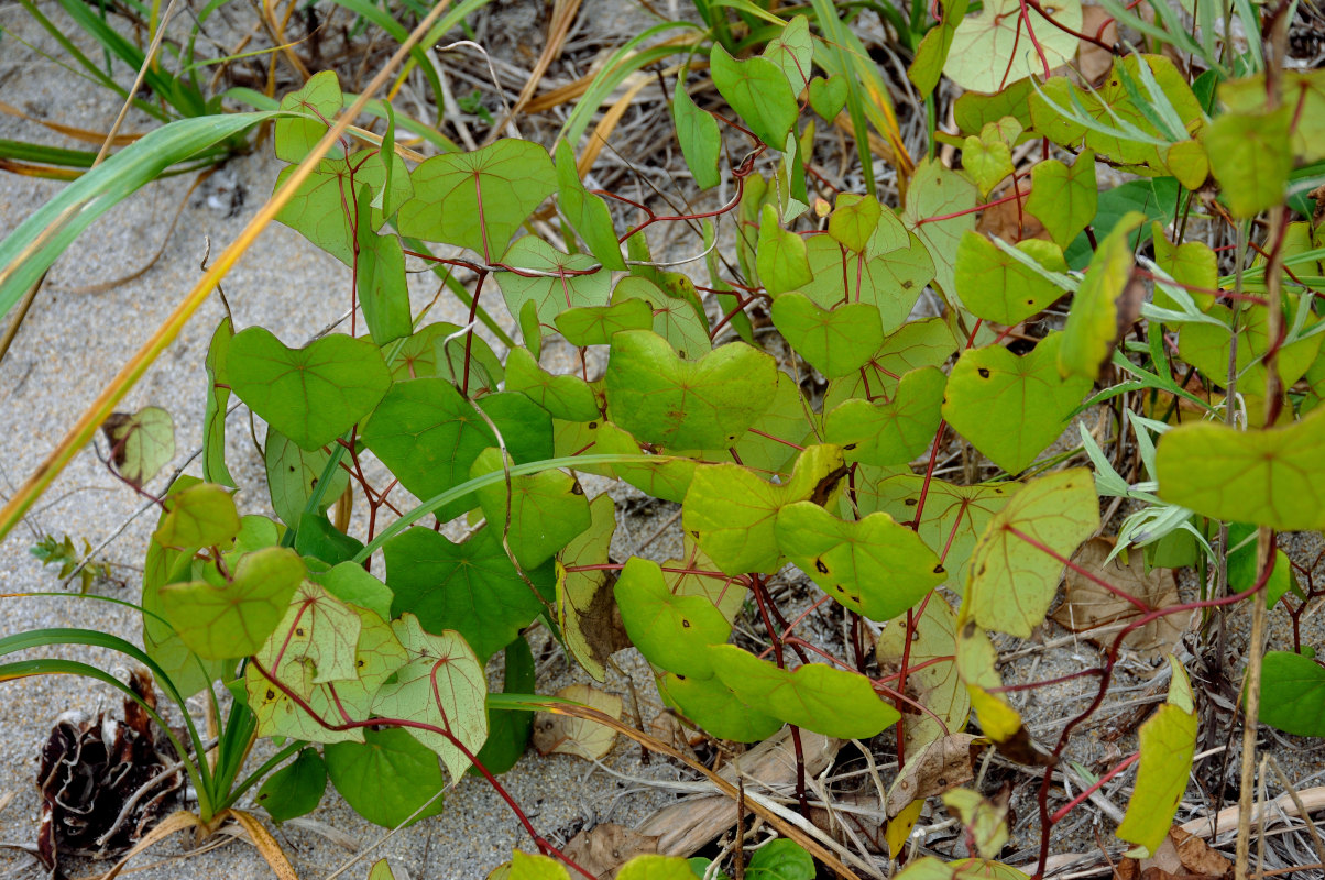 Image of Menispermum dauricum specimen.