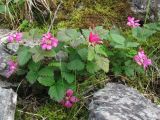 Rubus arcticus. Цветущее растение. Полярный Урал, южный берег оз. Естото. 30.07.2010.