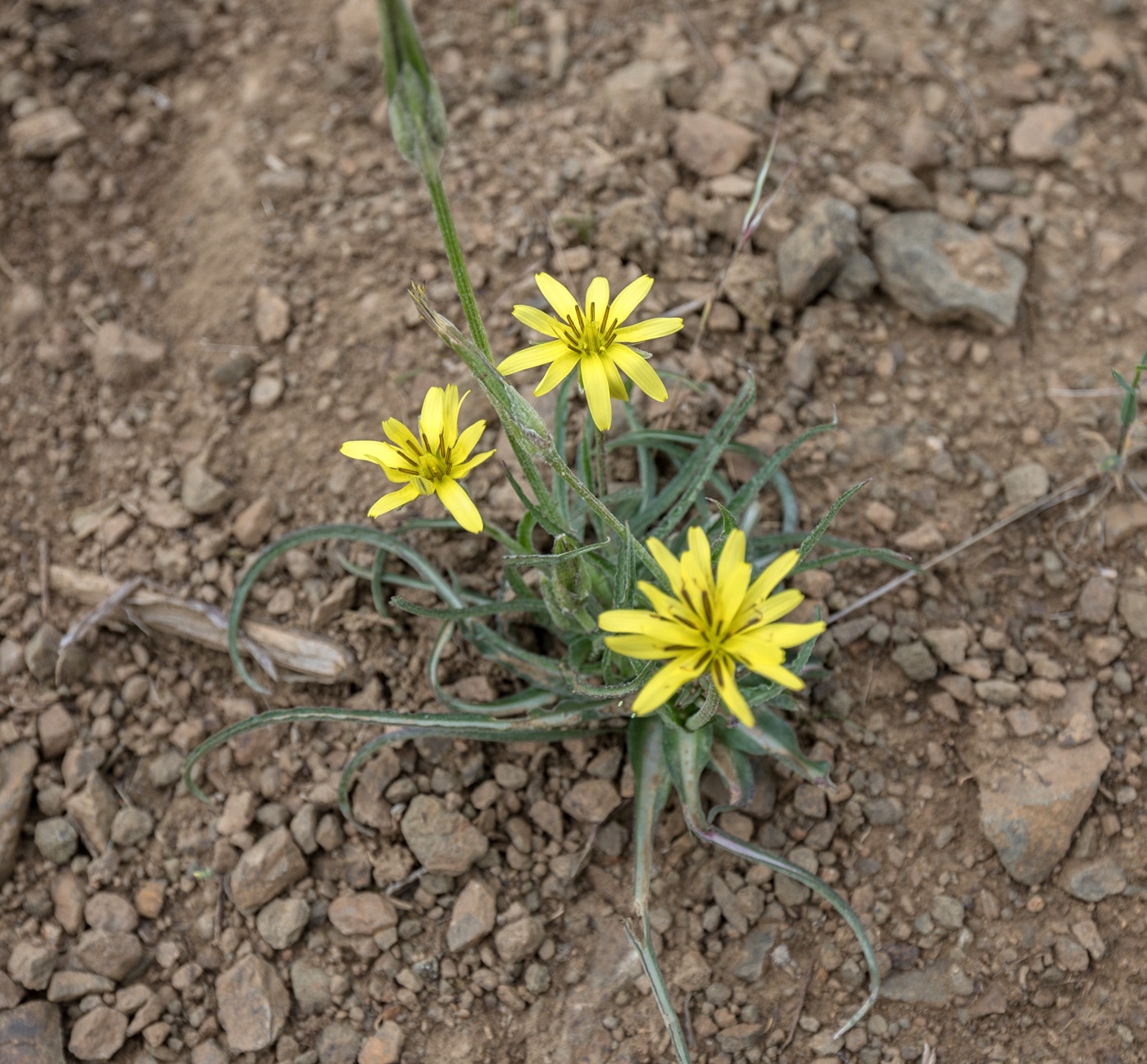 Image of Scorzonera mollis specimen.