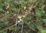 род Cuscuta. Побеги с соцветиями на стеблях растения из Fabaceae. Кабардино-Балкария, долина р. Баксан, между памятником первовосходителям на Эльбрус и водопадом на р. Курмычи, высота 1600 м н.у.м., луг. 24 июля 2022 г.