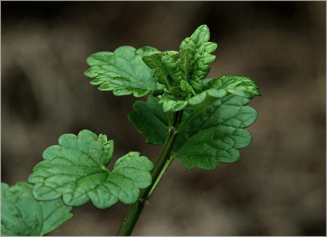 Image of Glechoma hederacea specimen.