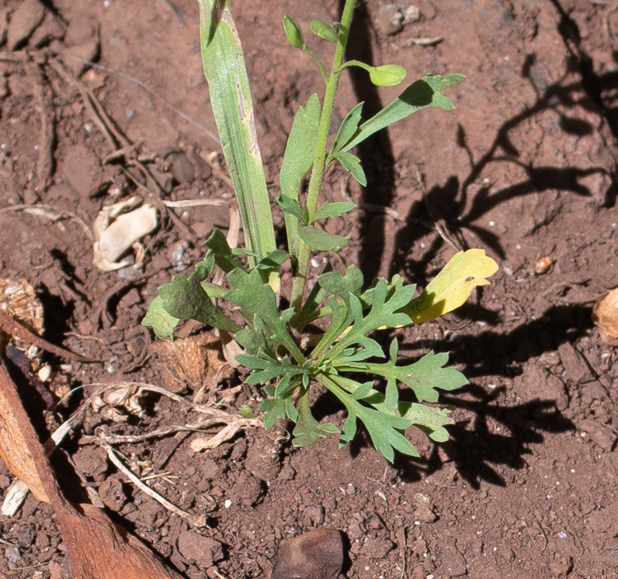 Изображение особи Lepidium bonariense.