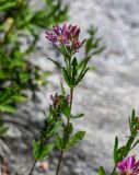 Trifolium lupinaster