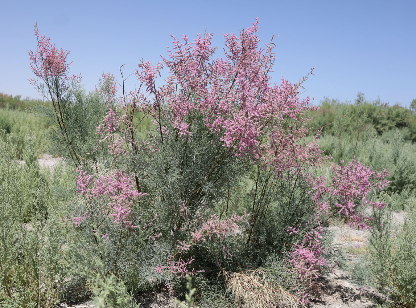 Image of Tamarix ramosissima specimen.