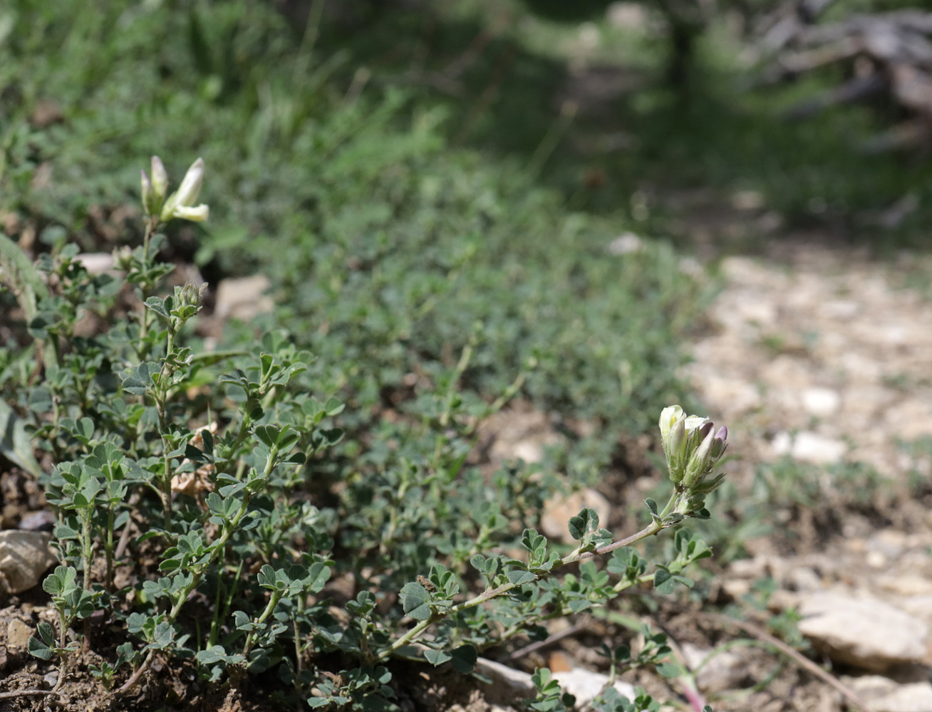 Изображение особи Medicago glutinosa.