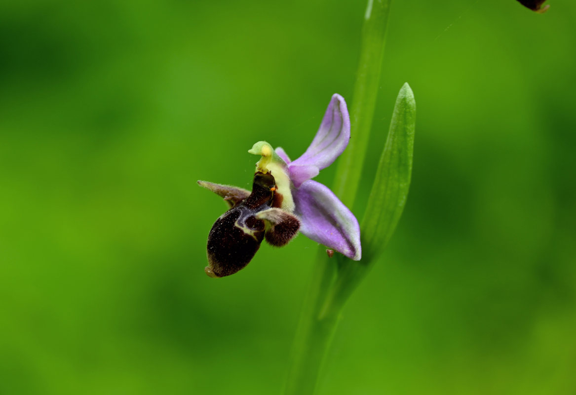 Изображение особи Ophrys oestrifera.