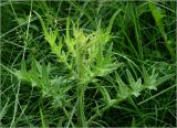 Cirsium vulgare