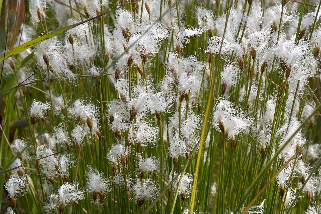 Изображение особи Trichophorum alpinum.