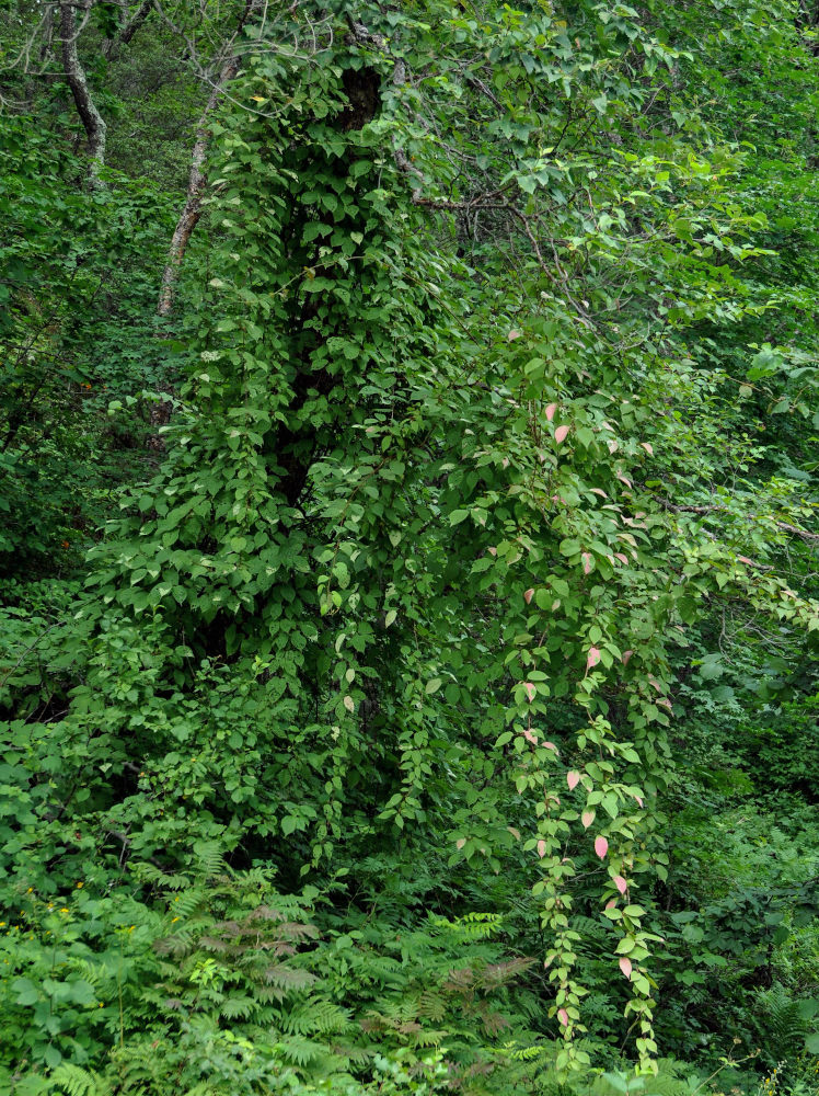 Изображение особи Actinidia kolomikta.